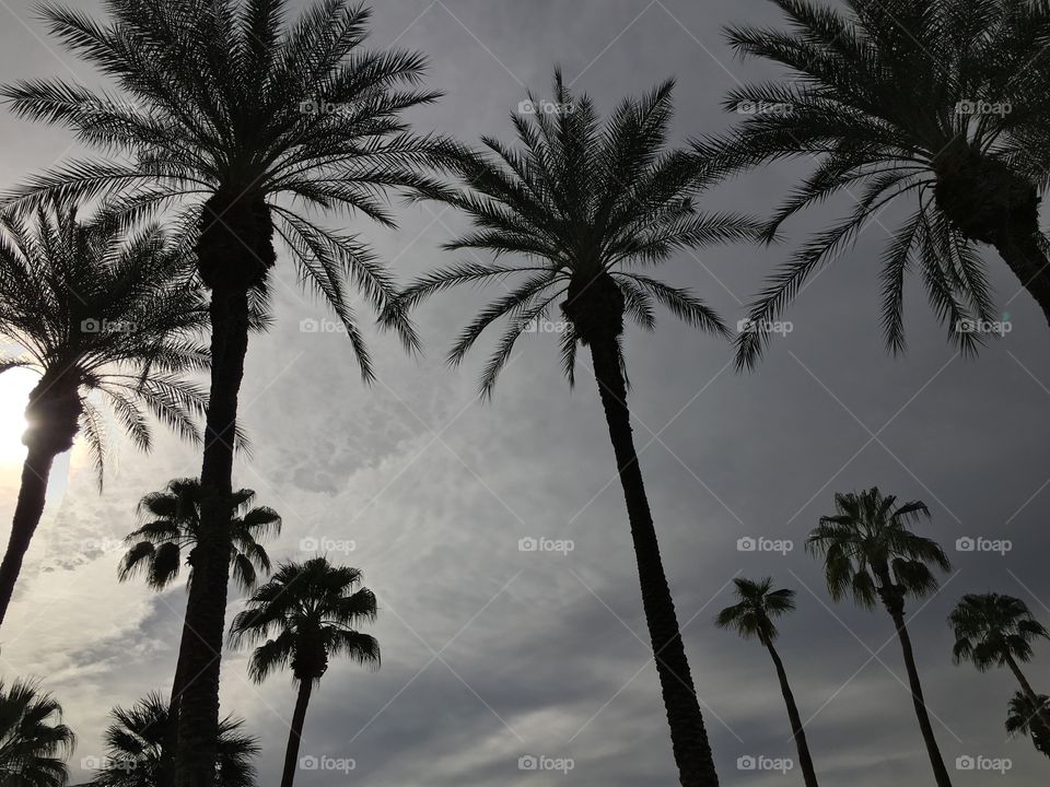 Low angle view of coconut palm tree