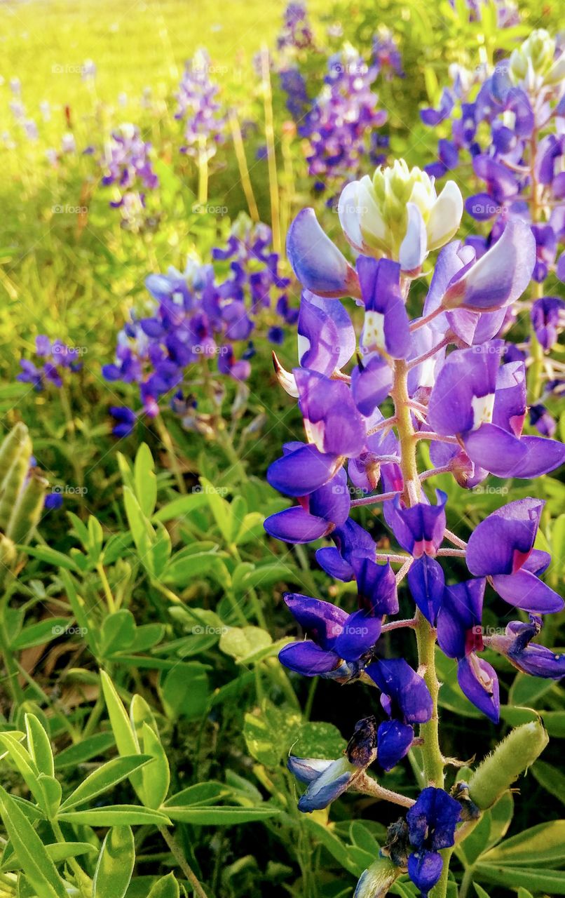 Texas state flowers - Blue bonnets