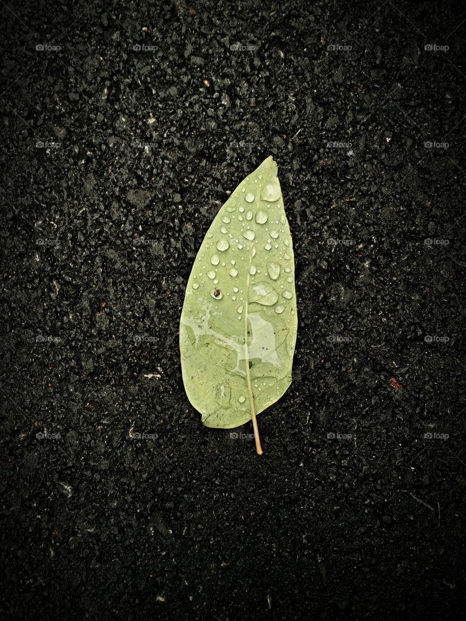 Leaf alone 