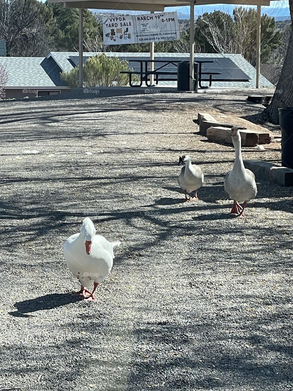 Remind calmly as a duck 