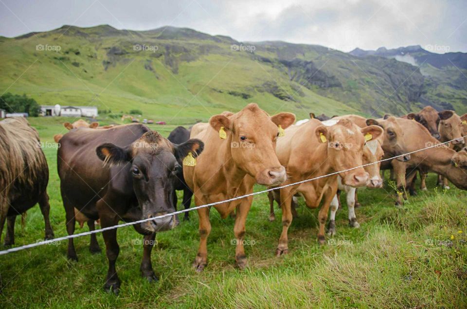 Icelandic cows