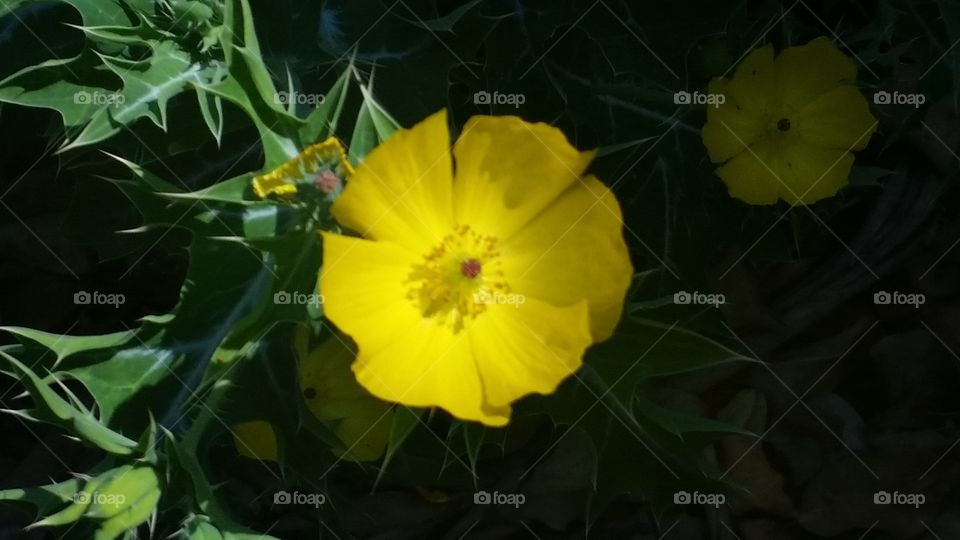 yellow flower in the weeds