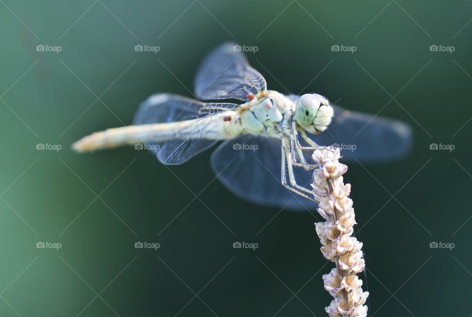 Look at me ! close up of dragonfly.  beautiful eyes concept