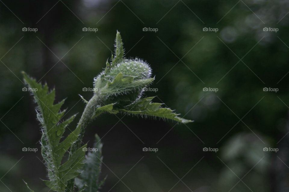 Narcissus growing up with dark, light and shadows