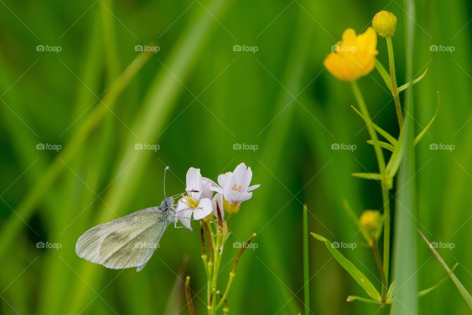 Butterfly Nature Flower Macro