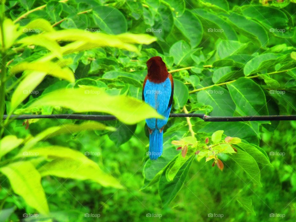 The white throated kingfisher (halcyon smyrnensis) also known as the white-breasted kingfisher.