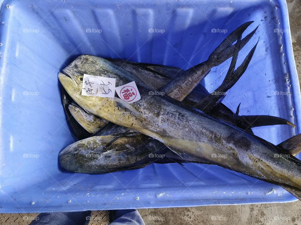 Fish market in the city