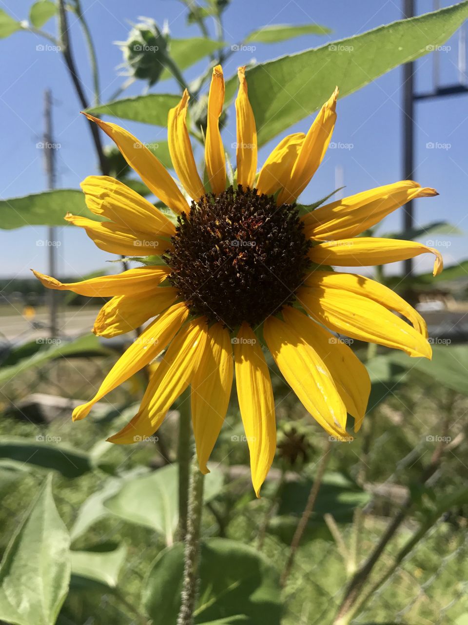 Sunflower 