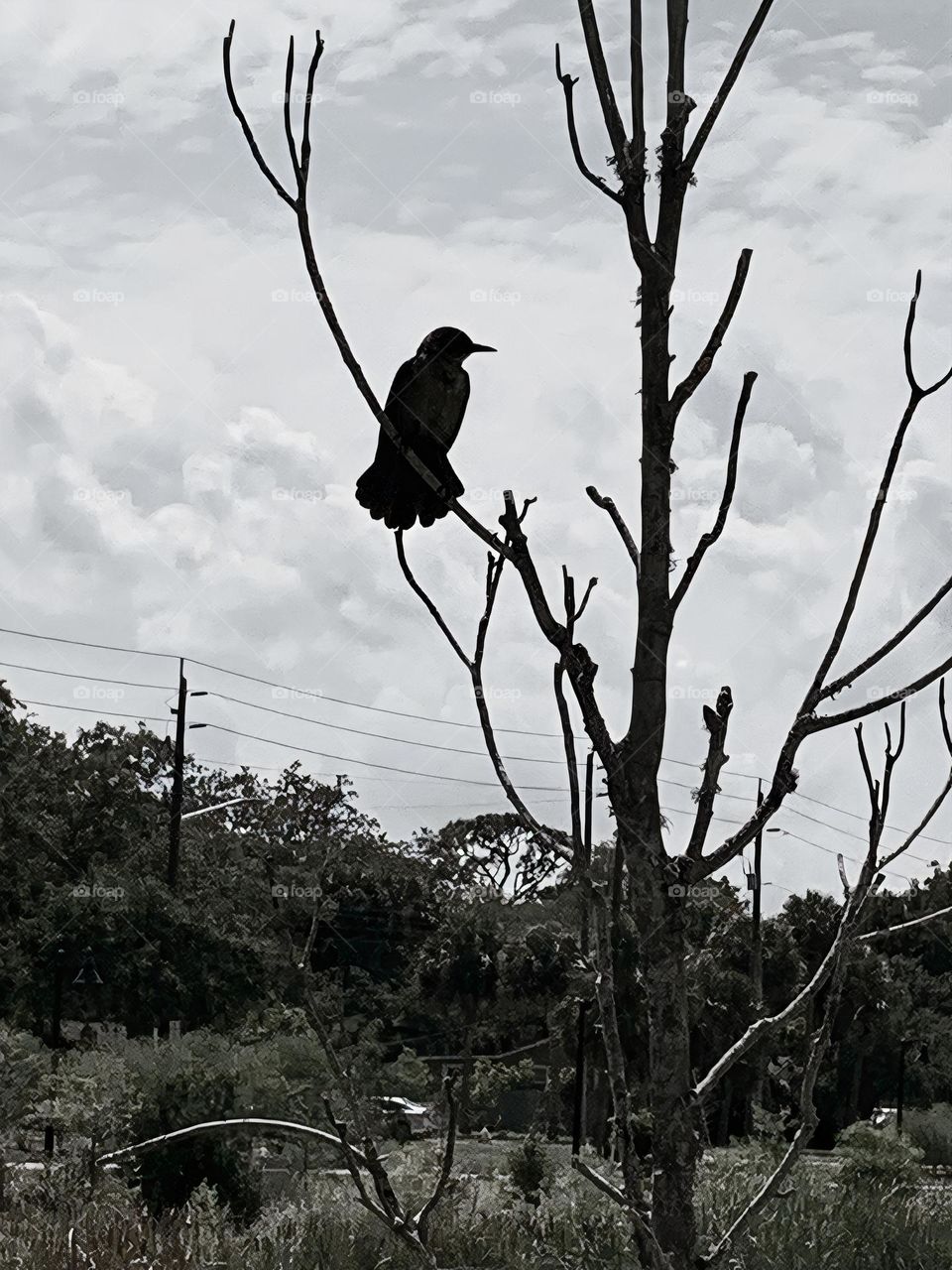 Bird Watching Us In The City Stormwater Park In A Dry Tree.