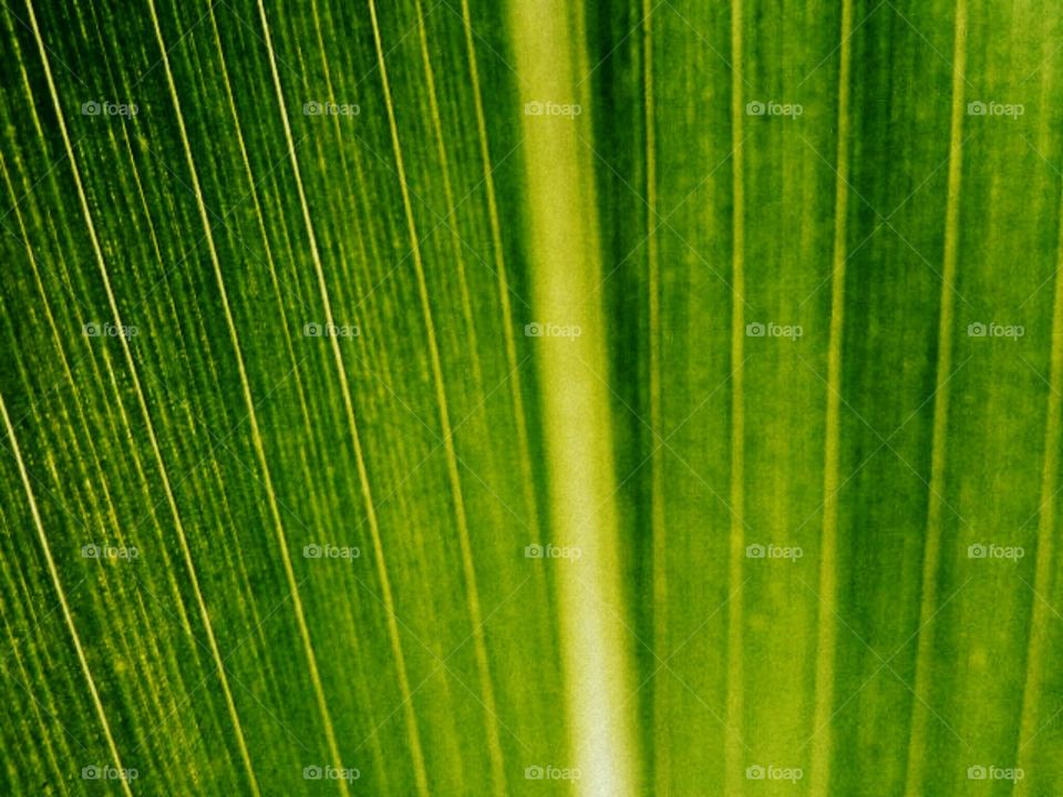 Symmetry, garden , green 