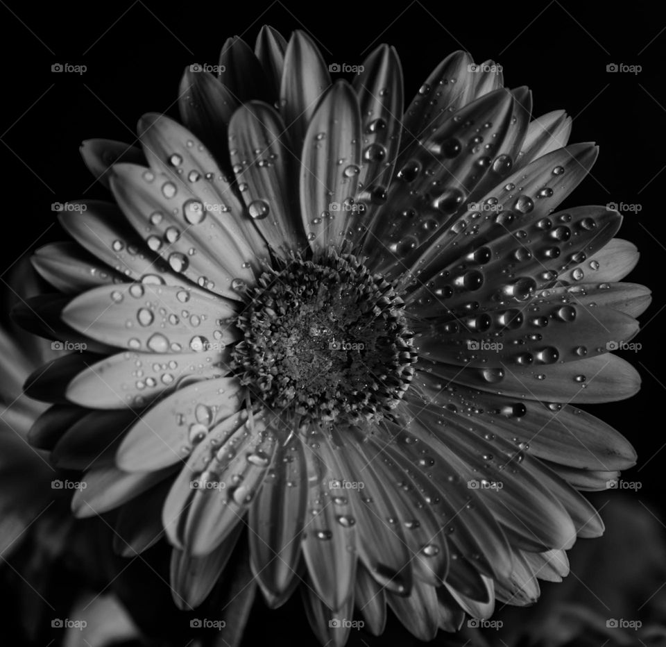 Black and white flower with drops of water