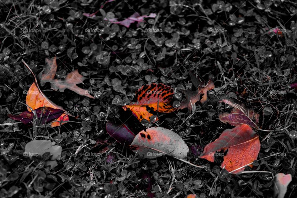 fallen leafs dying in the grass