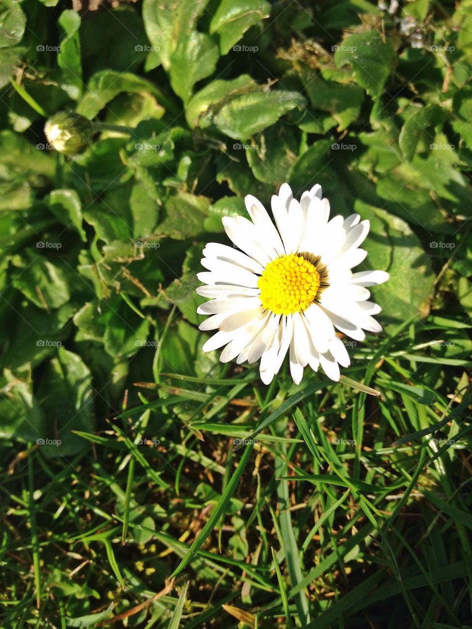 Springtime Daisy