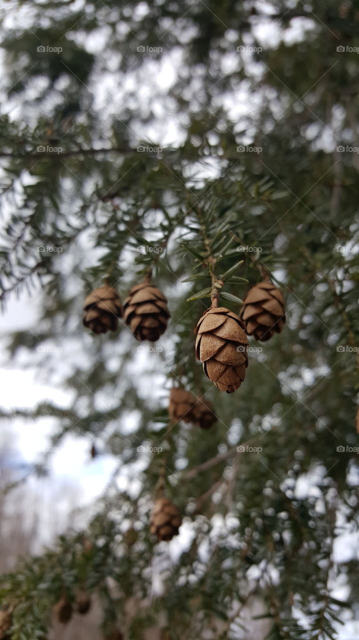 Spring pinecones