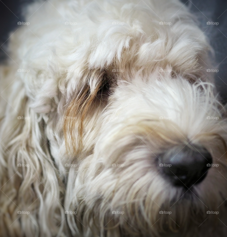 A young male spoodle or cockapoo in closeup portrait view. Spoodle is a hybrid of a cocker spaniel (English or American) and a Poodle (toy or miniature). Temperament includes: Intelligent, Outgoing, Friendly, Active, and Loving.
