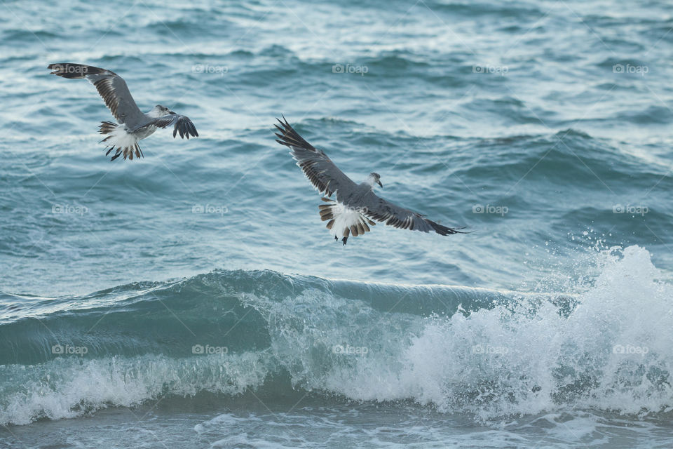 wild seagulls flying