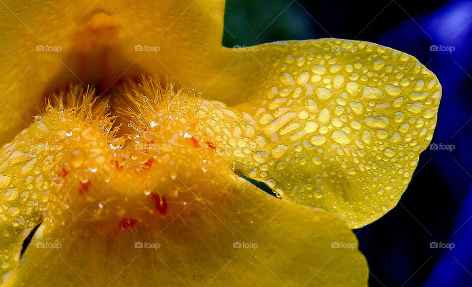flowers nature macro photography by probie15