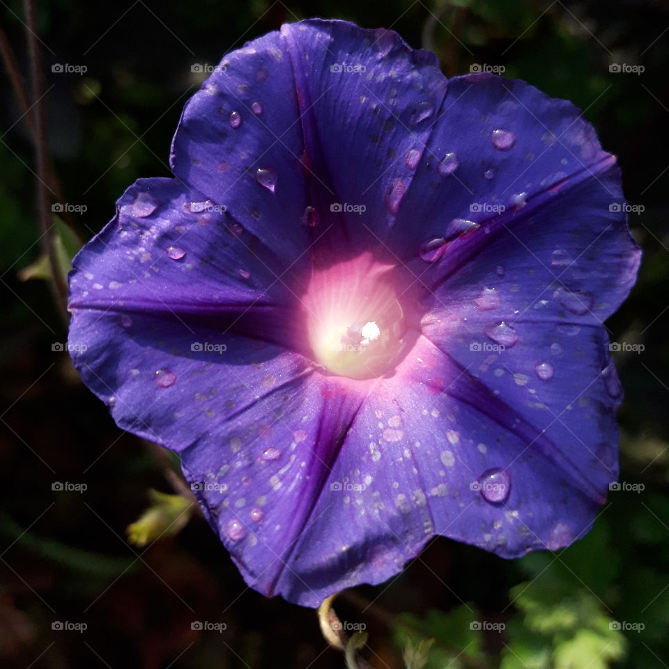 macro botanical violet flower