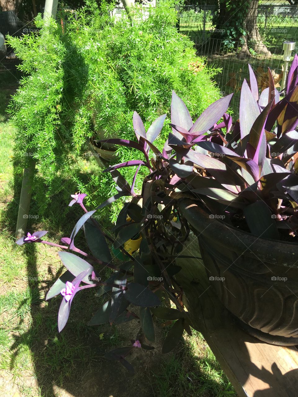 In my backyard I’ve made a plant stand out of an old swing frame and these two plants have gone crazy!