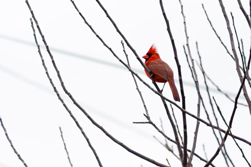 First Cardinal 