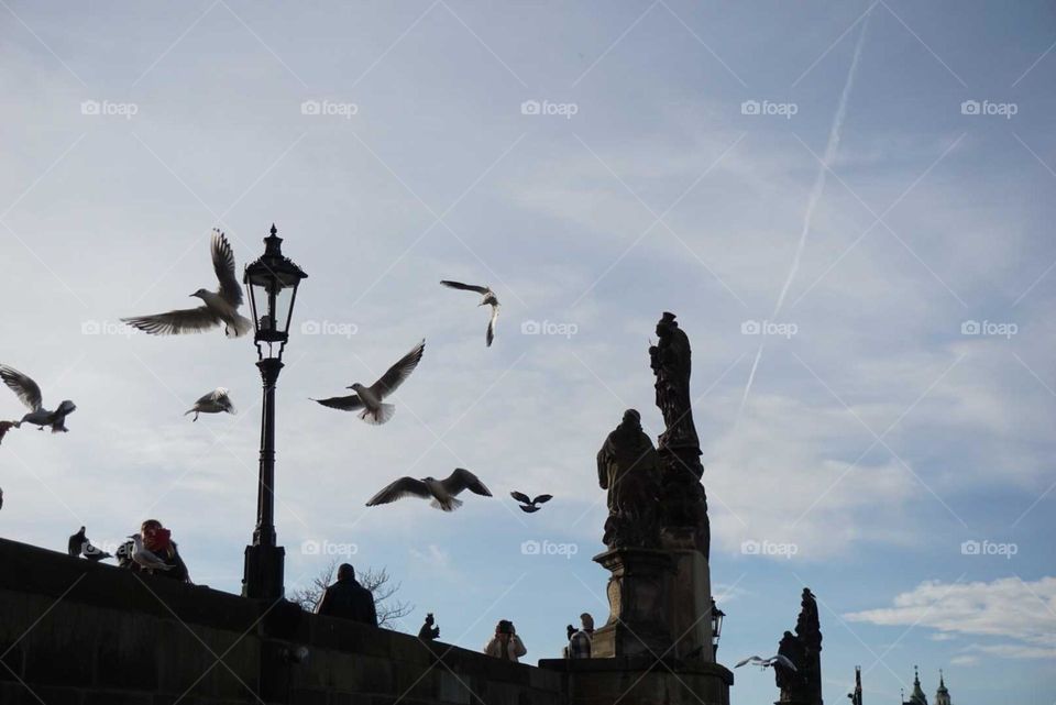 Birds#sky#flying#historic#bridge