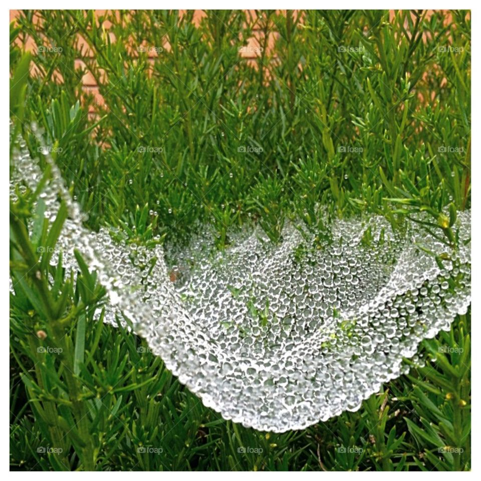 Diamond Spiderweb