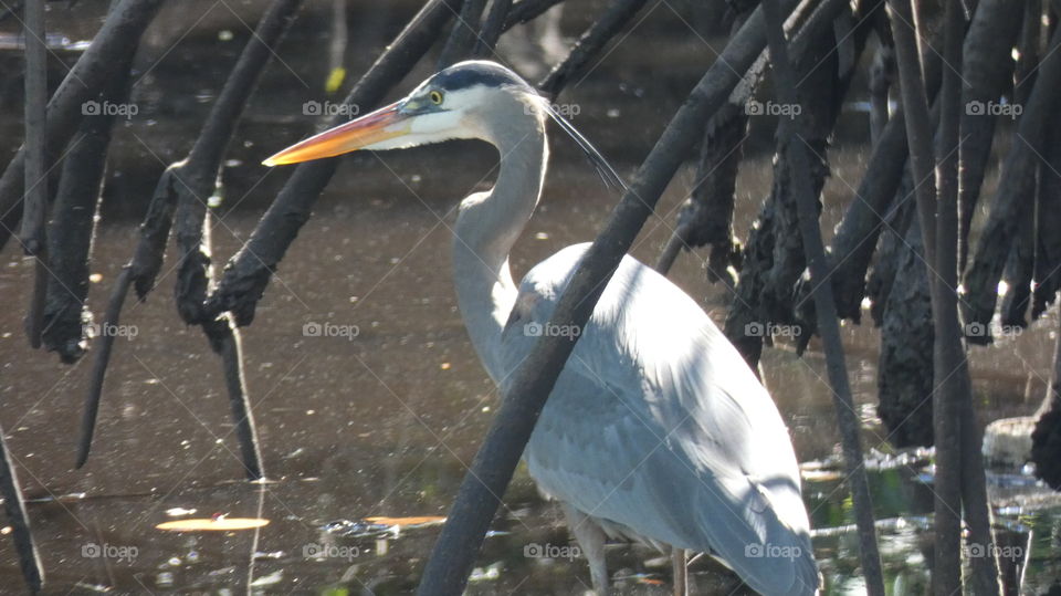 great blue heron hiding in the mangroves at Snook Creek Park Wilton Manors, Florida