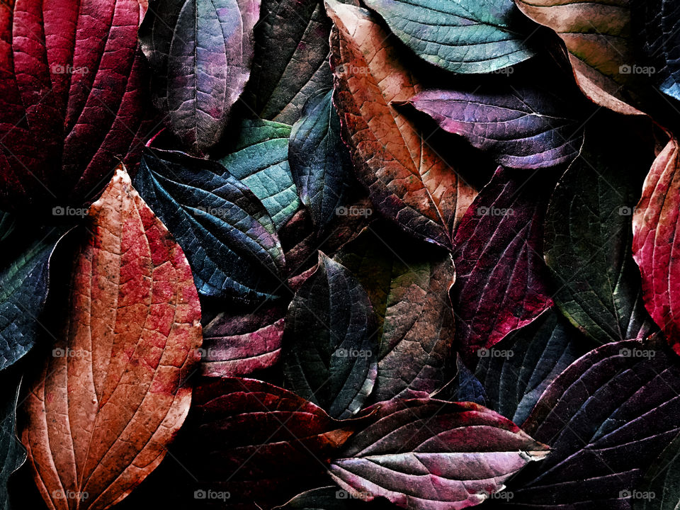 Dark colorful autumn leaves 