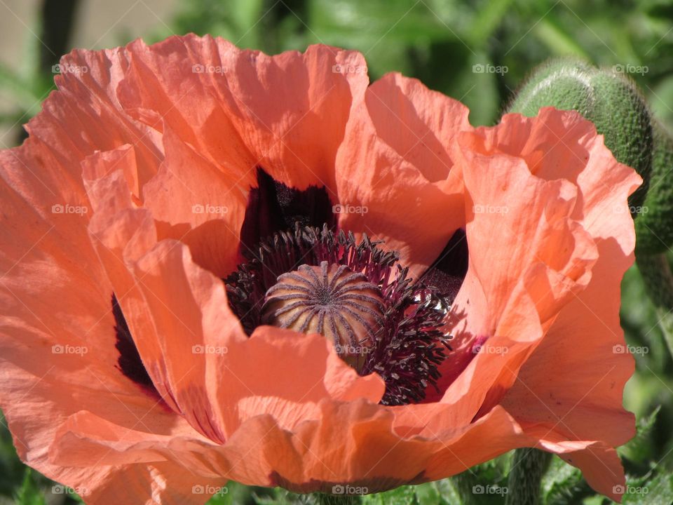 Poppy flower