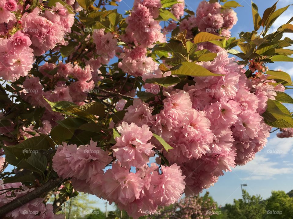 Kwanzan Japanese Ornamental Cherry