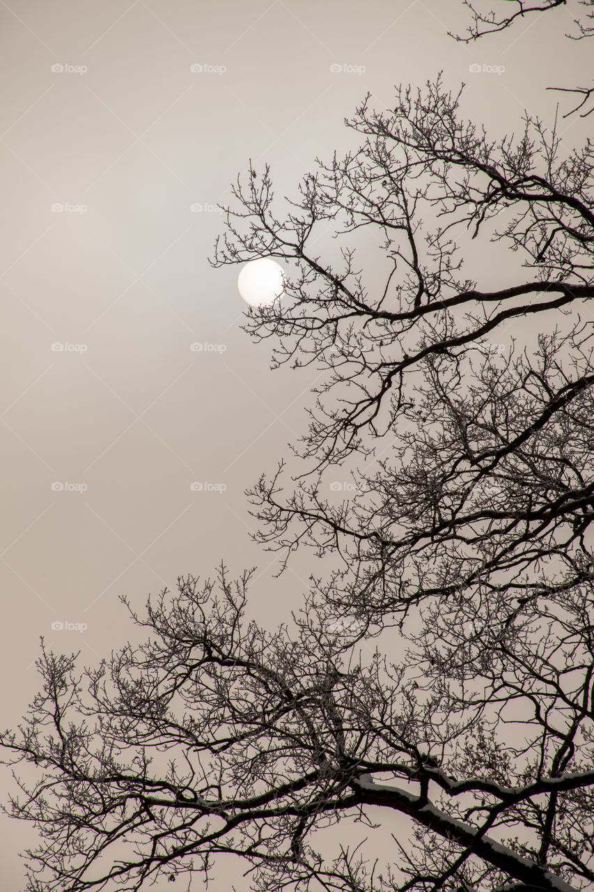 Sun Through Frozen Fog on a Tree