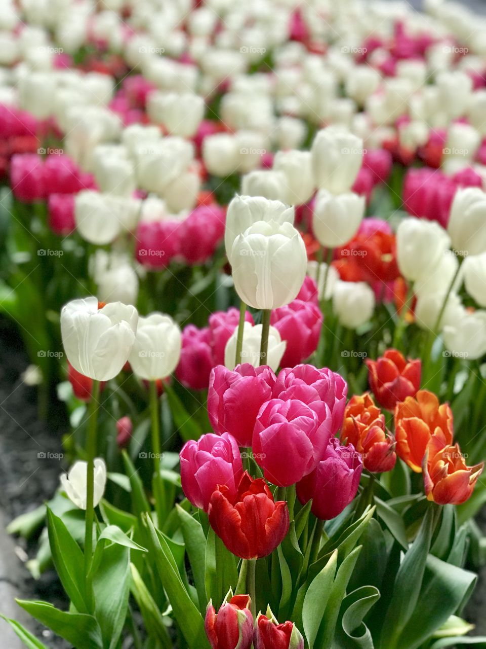 Tulips near Rockefeller Center in New York City 