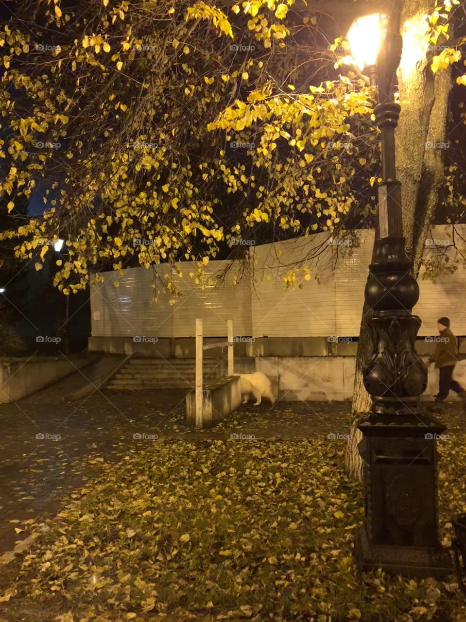 evening walk with the dog through the city streets