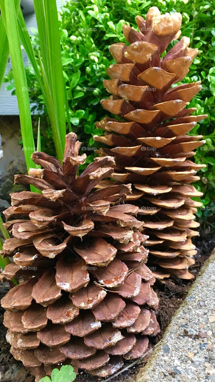 Pinecones
