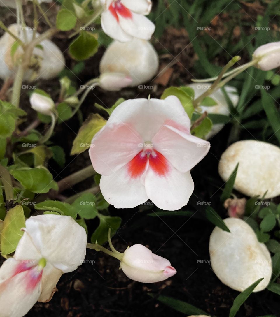 🌹 🇺🇸 Very beautiful flowers to brighten our day.  Live nature and its beauty. Did you like the delicate petals? / 🇧🇷 Flores muito bonitas para alegrar nosso dia. Viva a natureza e sua beleza. Gostaram das pétalas delicadas? 