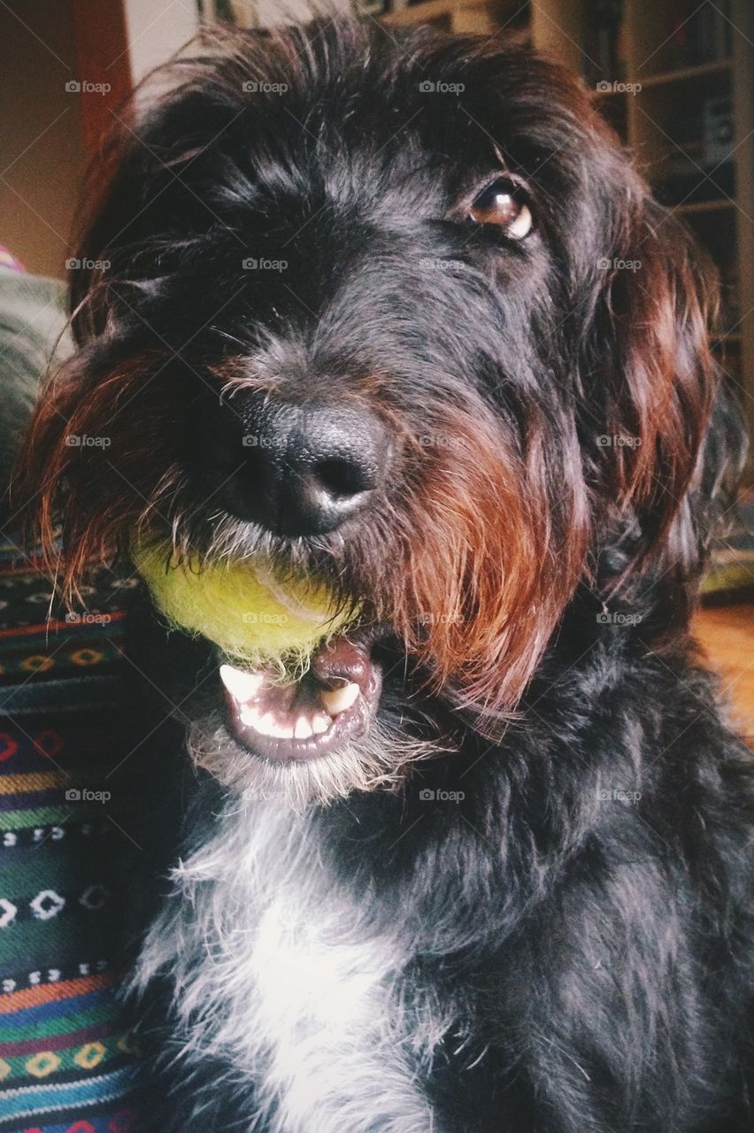 Dog with ball