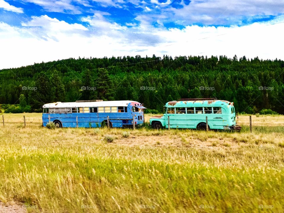 Colorful old buses, trees, farmland, field