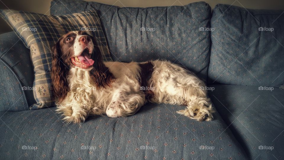 Dog lounging on the couch
