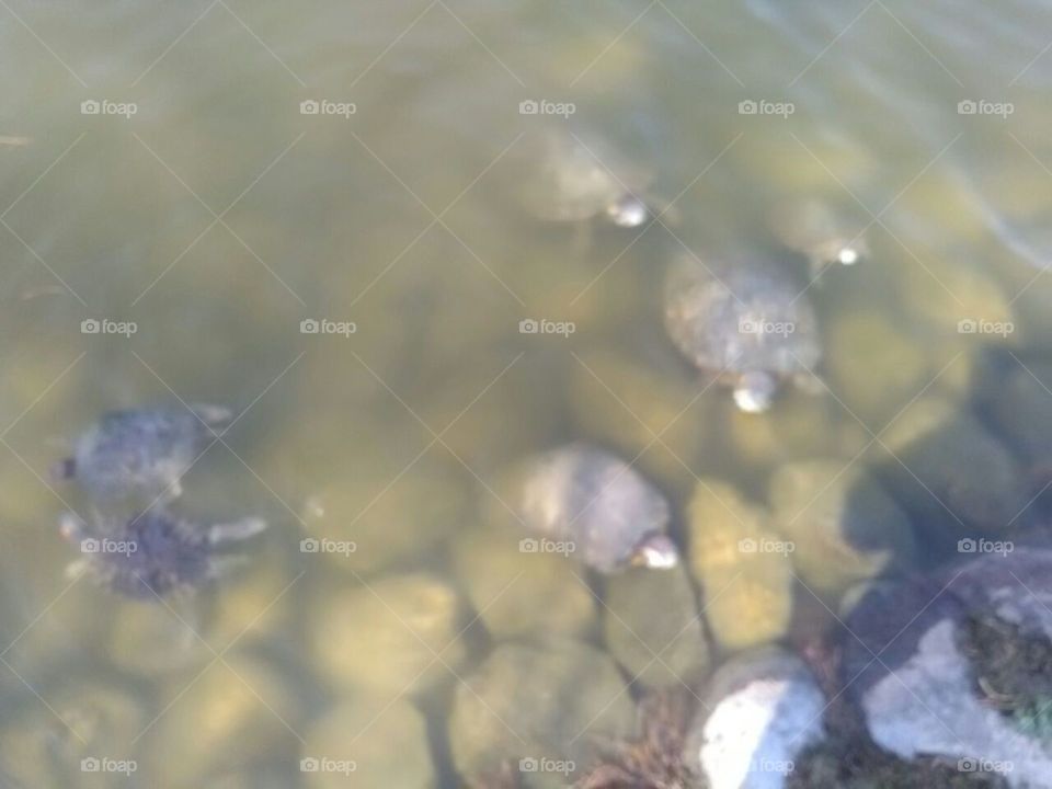 Water, Reflection, H2 O, Nature, Blur