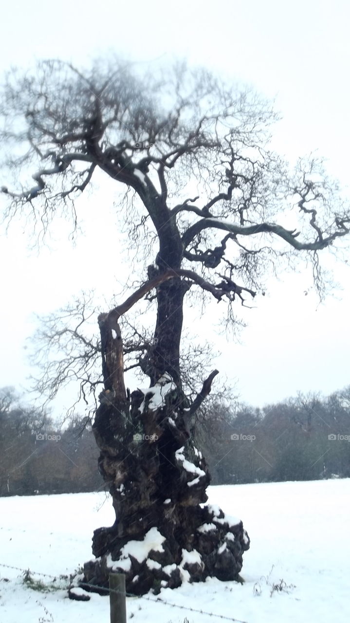 Old Tree In The Snow