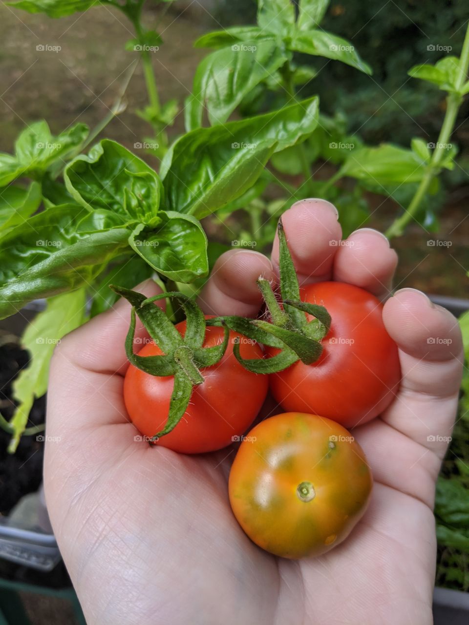 Red and Orange Tomatoes held with Basil in the background