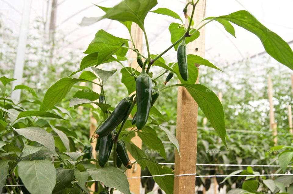 Chilli production