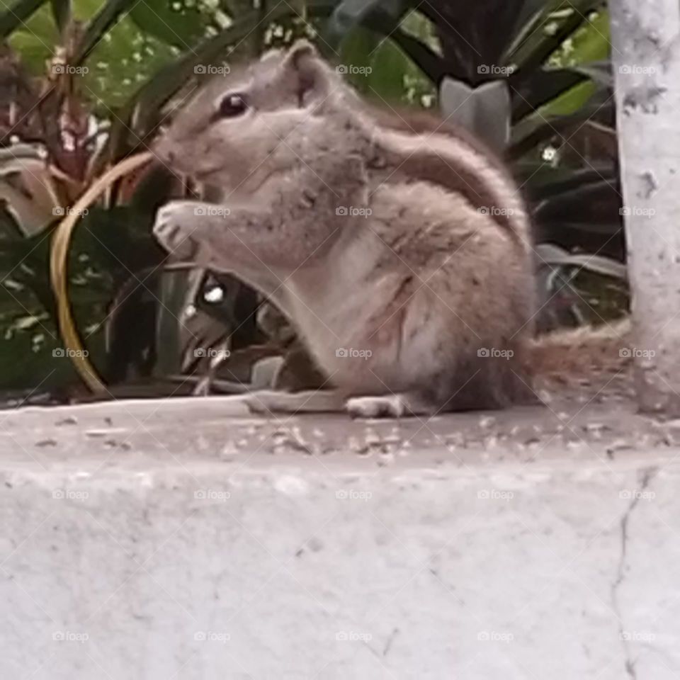 squirrel