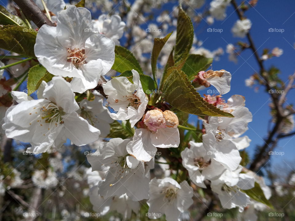 . Sakura - Cherry Flowers