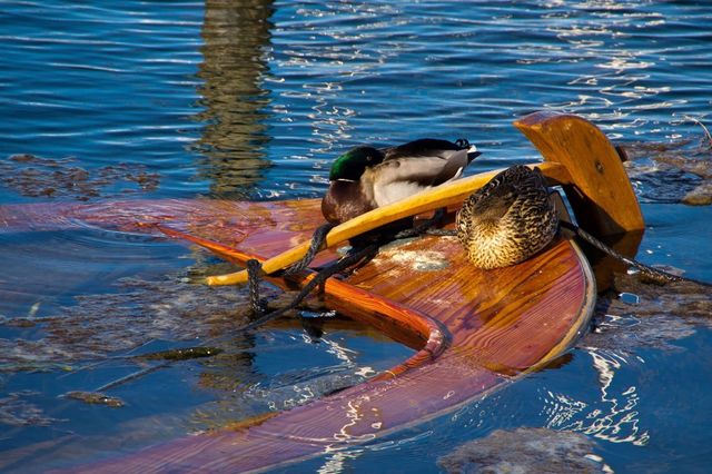 Sunny ducks