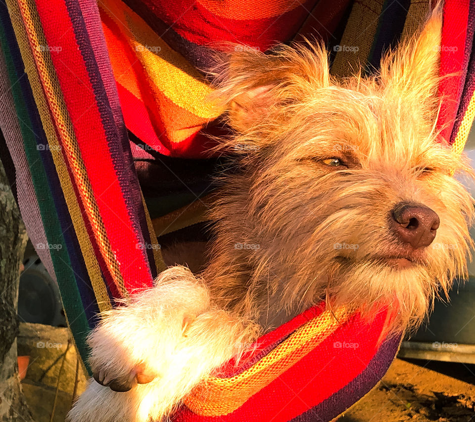 Dog sunbathing in a hammock