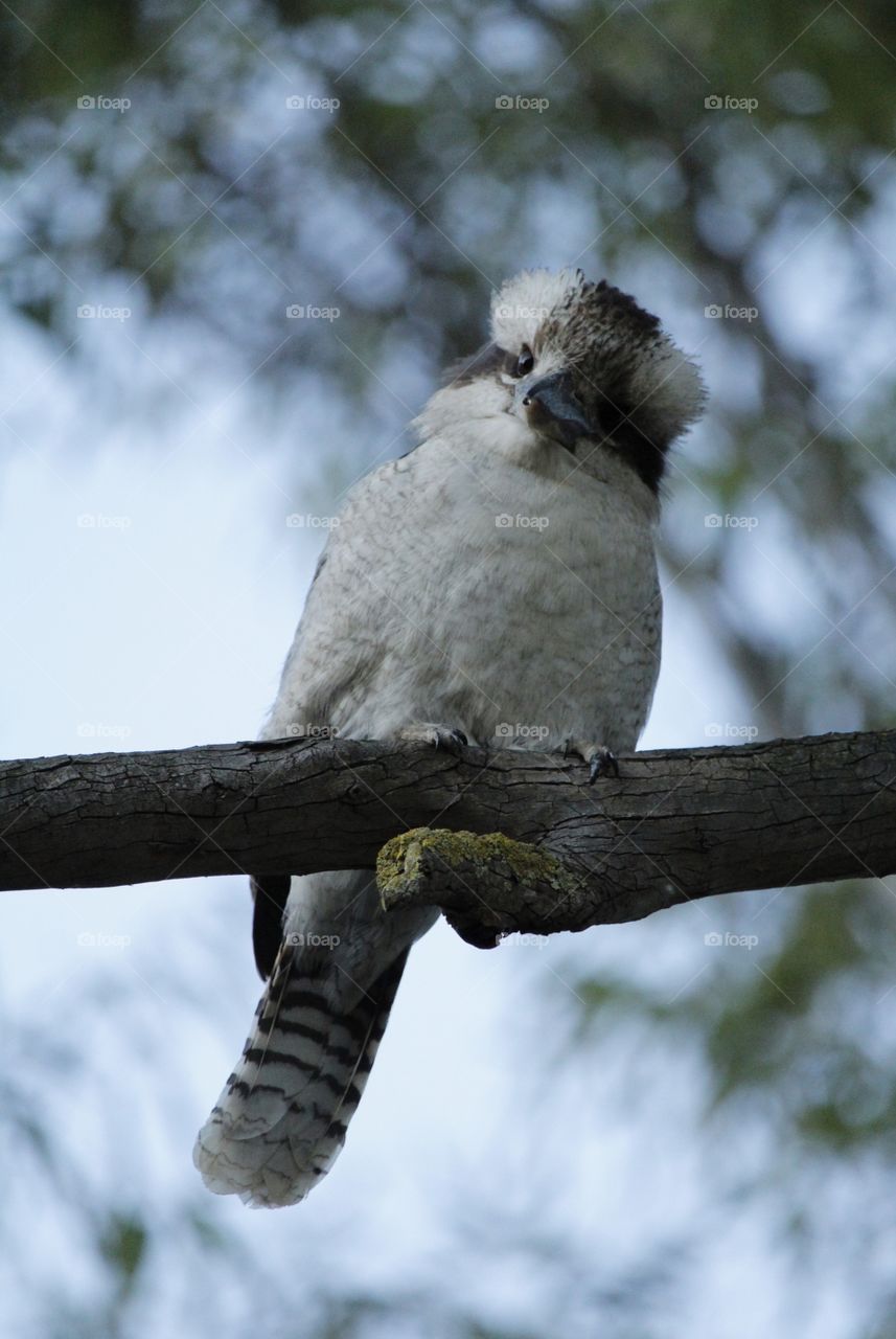 The case of the curious young kookaburra