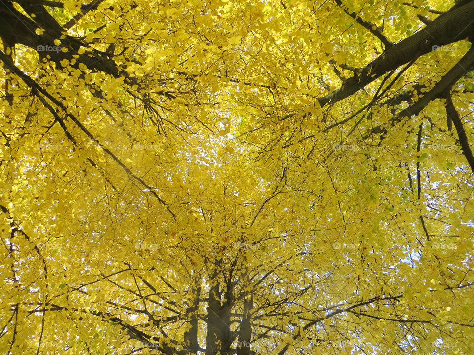 Yellow colour splash . Nono, no edit; fall beauty