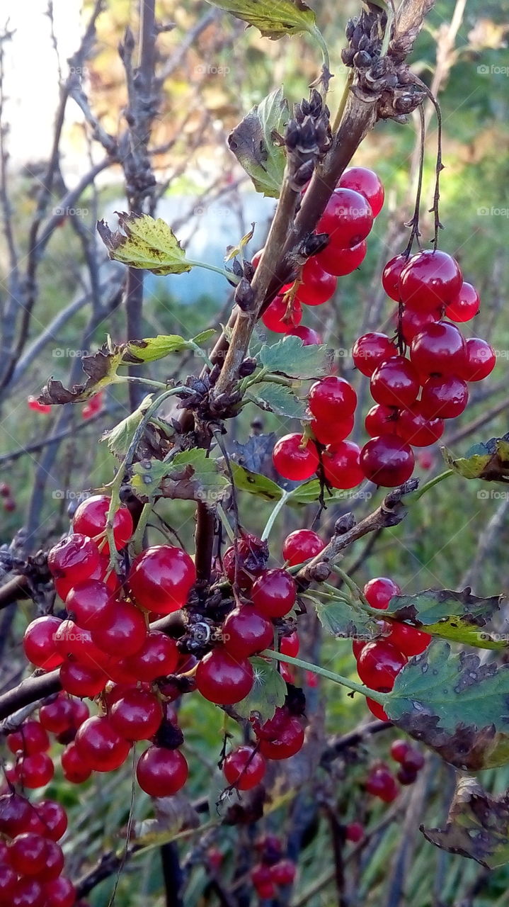 edible red berry