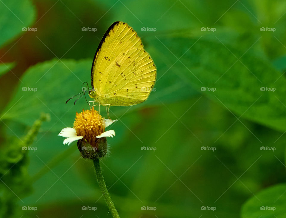 Butterfly  - daisy  flower